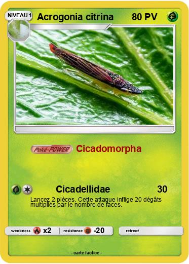 Pokemon Acrogonia citrina