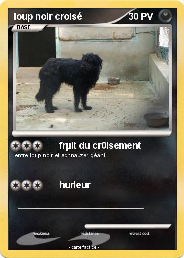 Pokemon loup noir croisé