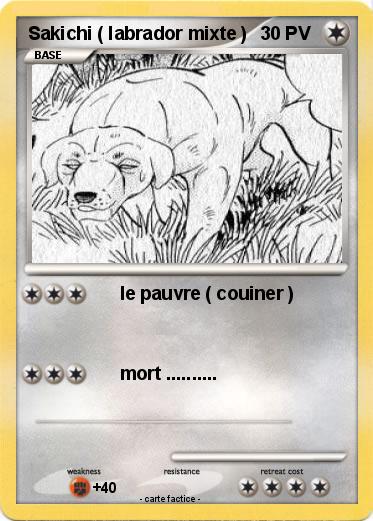 Pokemon Sakichi ( labrador mixte )