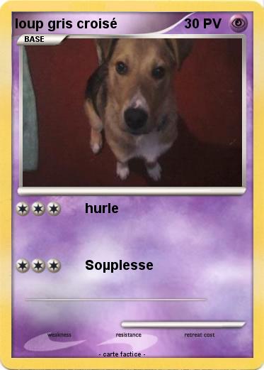 Pokemon loup gris croisé