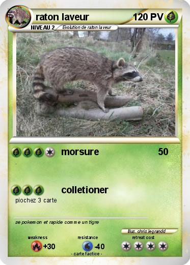 Pokemon raton laveur