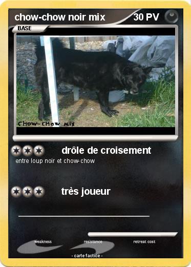 Pokemon chow-chow noir mix