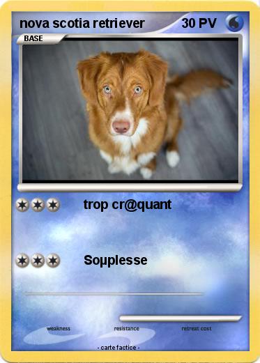 Pokemon nova scotia retriever