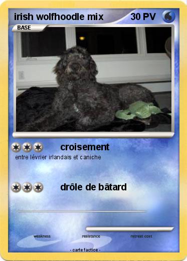 Pokemon irish wolfhoodle mix