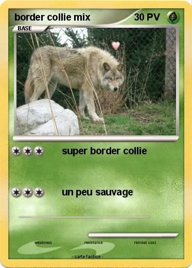 Pokemon border collie mix