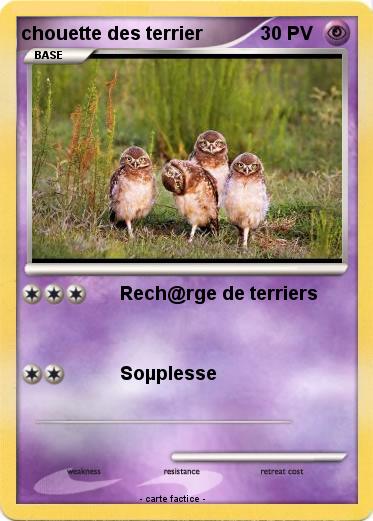 Pokemon chouette des terrier