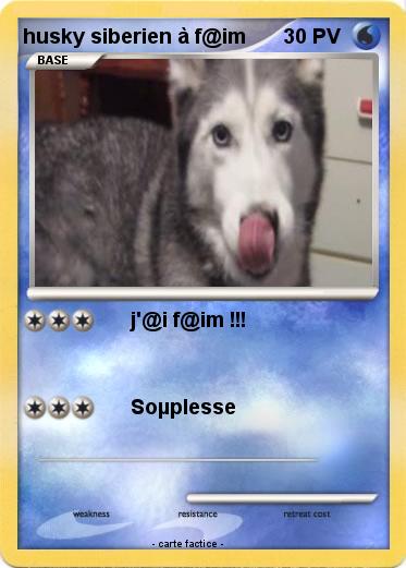 Pokemon husky siberien à f@im