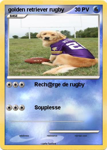 Pokemon golden retriever rugby