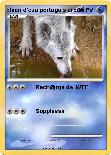 Pokemon chien d'eau portugais croisé