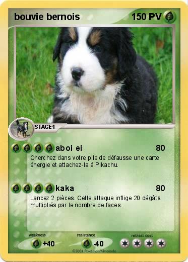 Pokemon bouvie bernois