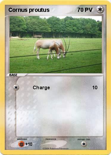 Pokemon Cornus proutus