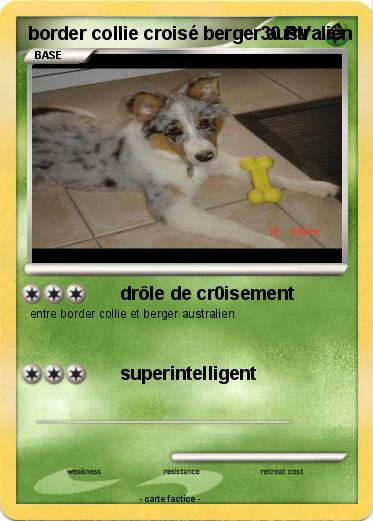 Pokemon border collie croisé berger australien