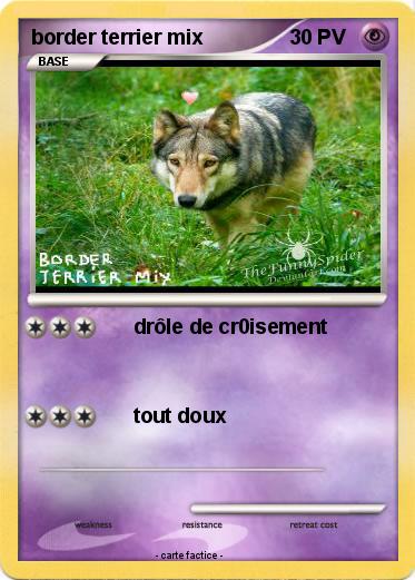 Pokemon border terrier mix