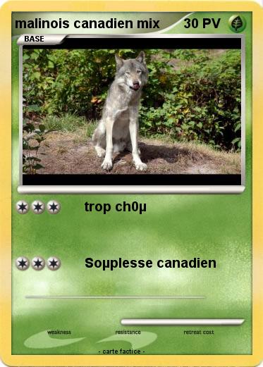 Pokemon malinois canadien mix