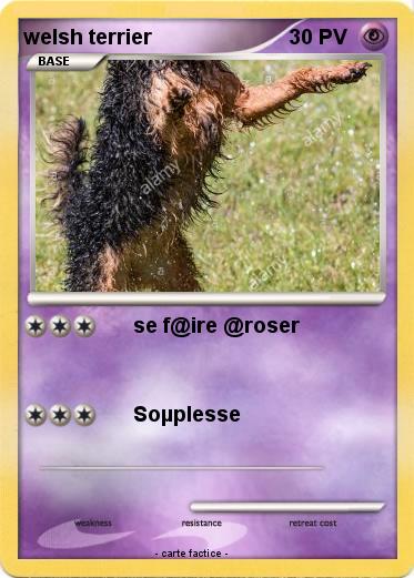 Pokemon welsh terrier