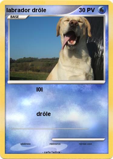 Pokemon labrador drôle