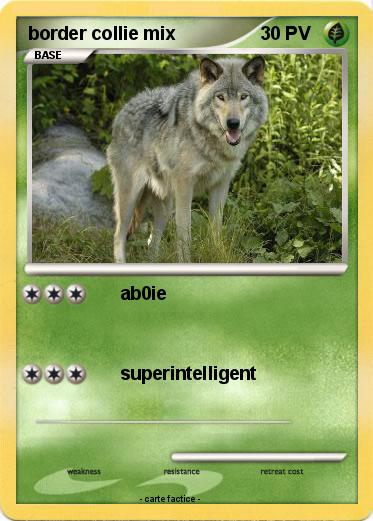 Pokemon border collie mix