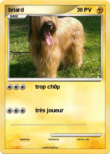 Pokemon briard