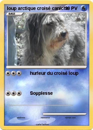 Pokemon loup arctique croisé caniche