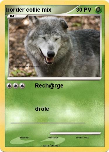 Pokemon border collie mix