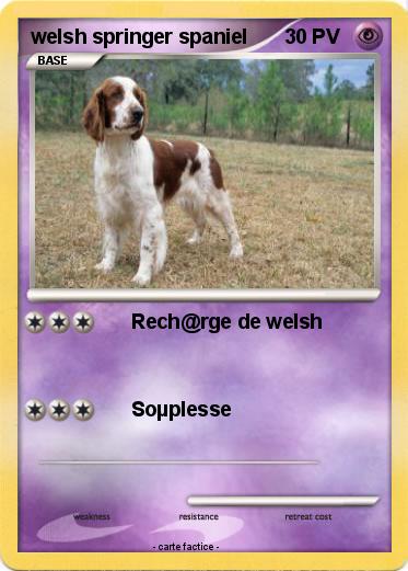 Pokemon welsh springer spaniel