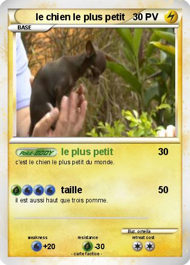 Pokemon le chien le plus petit