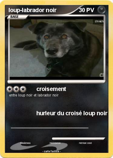 Pokemon loup-labrador noir