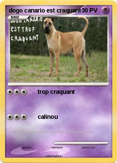 Pokemon dogo canario est craquant