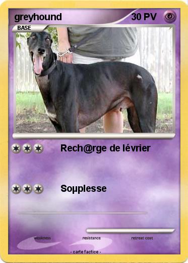 Pokemon greyhound