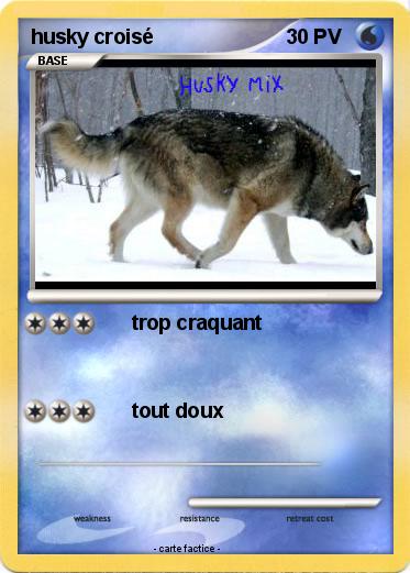 Pokemon husky croisé