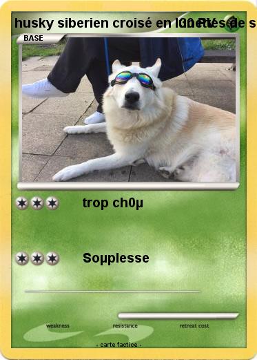 Pokemon husky siberien croisé en lunettes de soleil