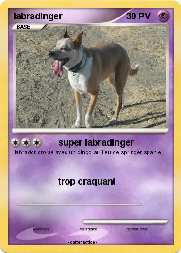 Pokemon labradinger