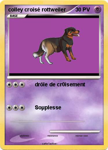 Pokemon colley croisé rottweiler