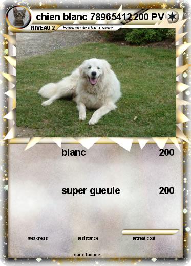 Pokemon chien blanc 78965412