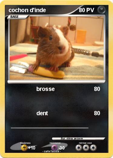 Pokemon cochon d'inde