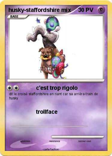 Pokemon husky-staffordshire mix