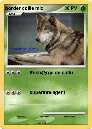 Pokemon border collie mix