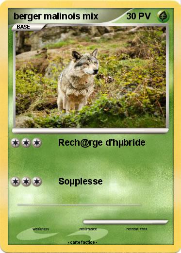 Pokemon berger malinois mix