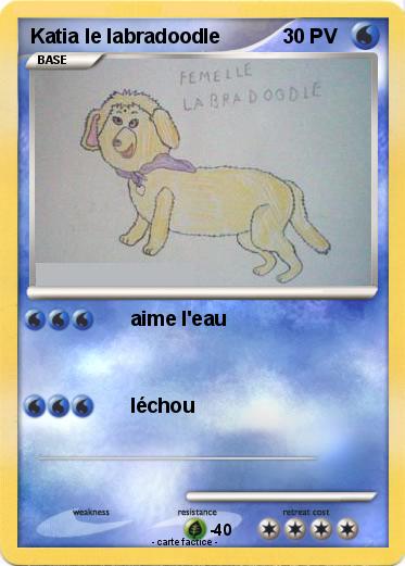Pokemon Katia le labradoodle