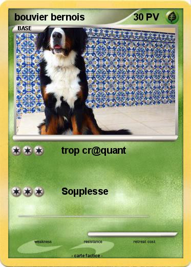 Pokemon bouvier bernois