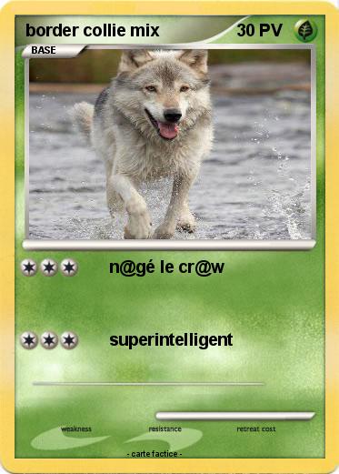 Pokemon border collie mix