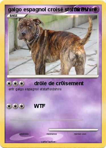 Pokemon galgo espagnol croisé staffordshire