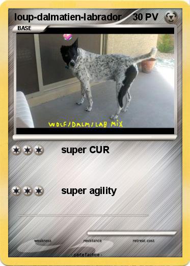 Pokemon loup-dalmatien-labrador