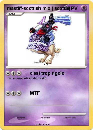 Pokemon mastiff-scottish mix ( scottie)