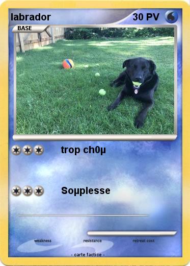 Pokemon labrador