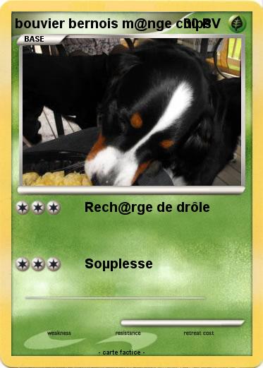 Pokemon bouvier bernois m@nge chips
