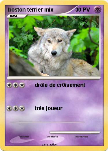 Pokemon boston terrier mix