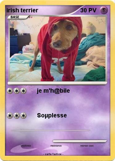 Pokemon irish terrier
