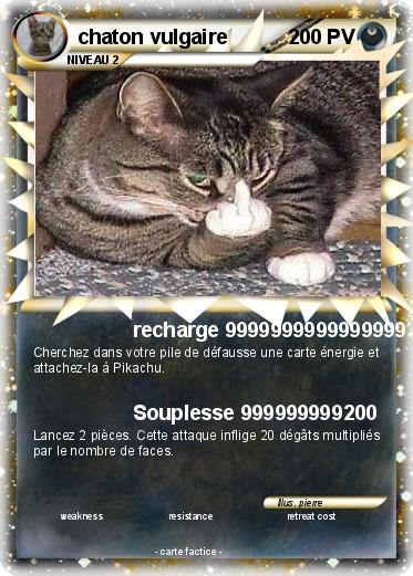 Pokemon chaton vulgaire
