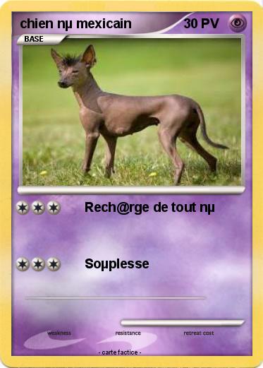 Pokemon chien nµ mexicain